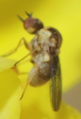 Mythicomyiidae