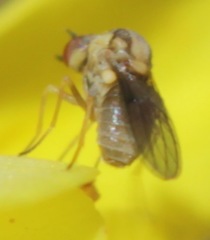 Mythicomyiidae