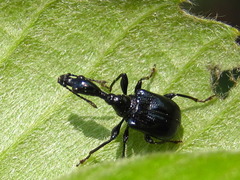 Cycnotrachelus cyanopterus