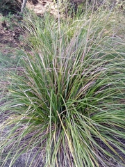 Ampelodesmos mauritanicus