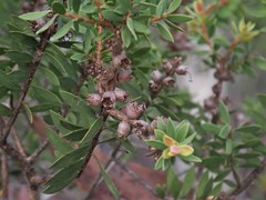 Melaleuca sieberi