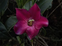 Symbolanthus mathewsii