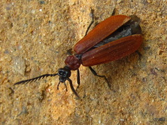 Pseudopyrochroa rufula