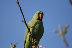 Psittacula krameri