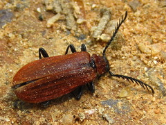 Pseudopyrochroa rufula