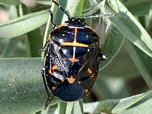iNaturalist observation photo of Harlequin Bug