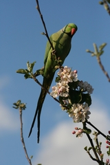 Psittacula krameri