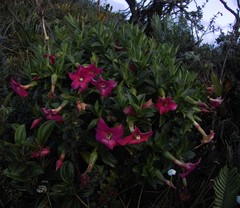 Symbolanthus mathewsii