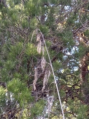 Ampelodesmos mauritanicus