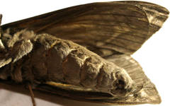 Abantiades tembyi