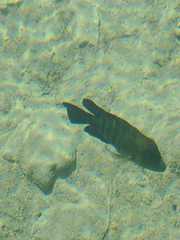 Herichthys minckleyi