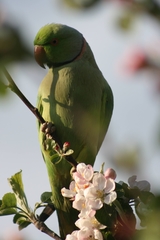Psittacula krameri