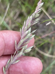 Eragrostis secundiflora