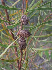 Hakea laevipes