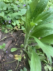 Erigeron canadensis