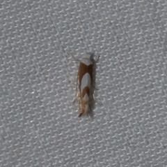 Phyllonorycter fitchella