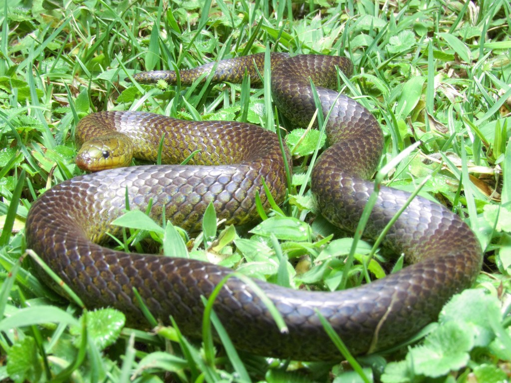 Parker's Ground Snake