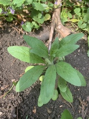 Erigeron canadensis
