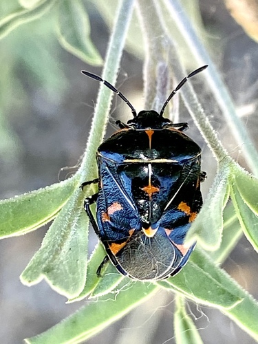 iNaturalist observation photo of Harlequin Bug