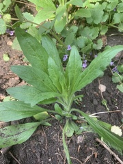 Erigeron canadensis