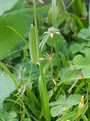 Angiospermae