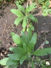 Erigeron canadensis