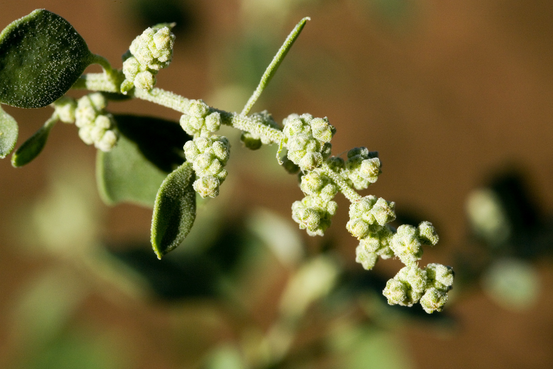 Chenopodium neomexicanum