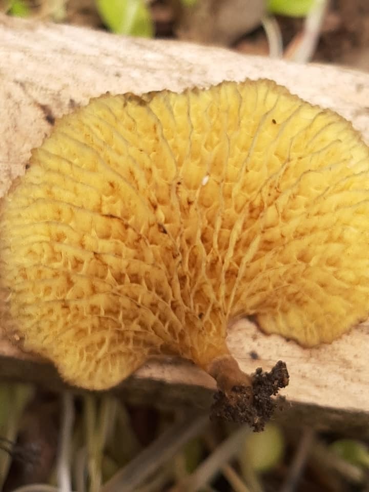 Boletinellus exiguus · May 2021 · photo: © mechas (iNaturalist, cc-by-sa)