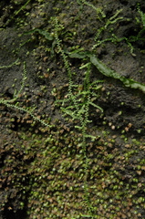(c) Eric Knight, some rights reserved (CC BY) Selaginella rotundifolia, photograph (c) Eric Knight, some rights reserved (CC BY)