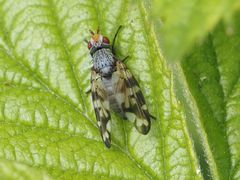 Otites centralis