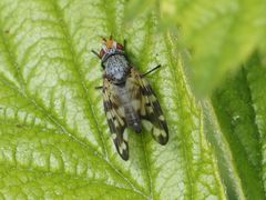 Otites centralis
