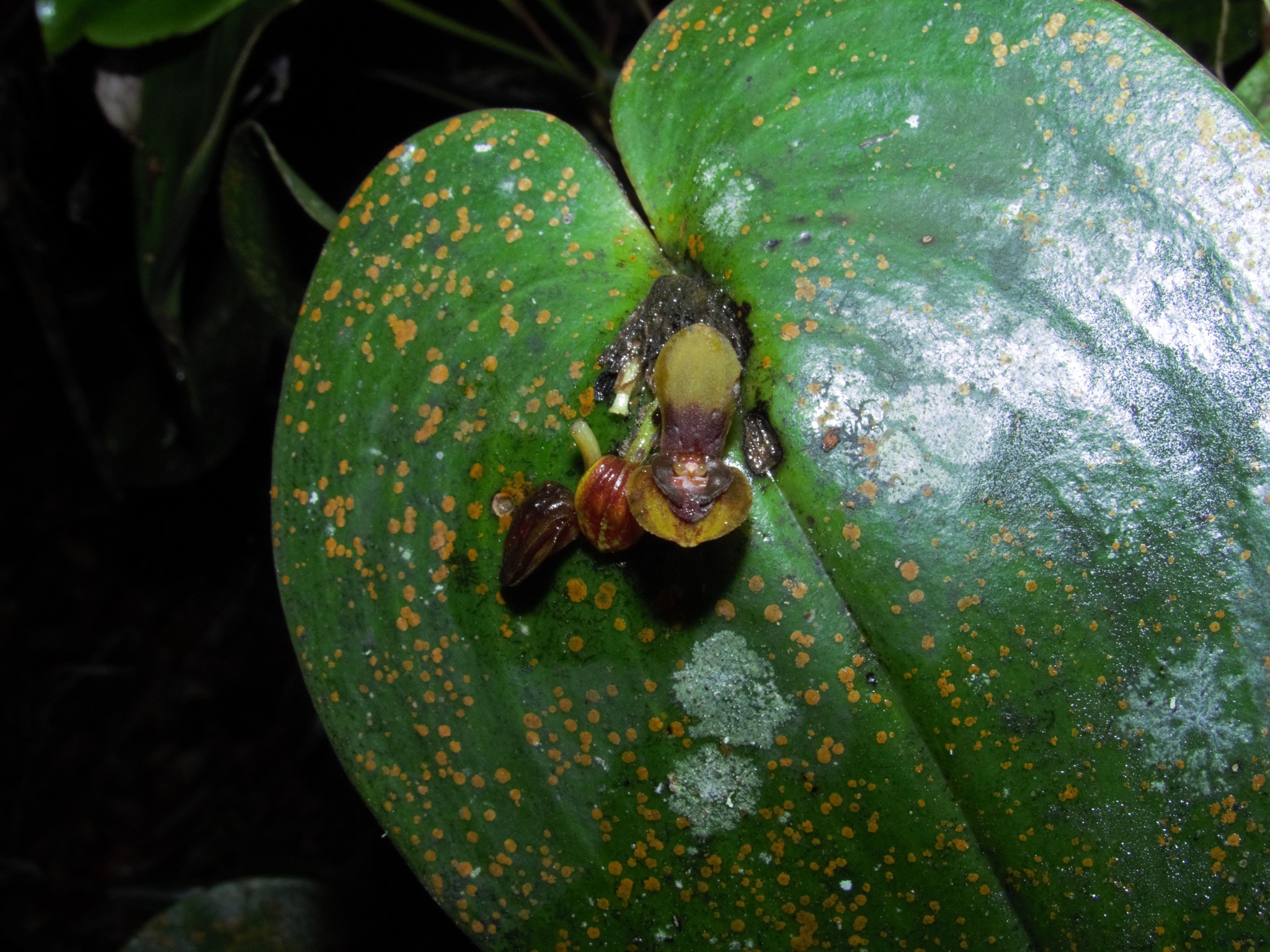 Pleurothallis cordata image