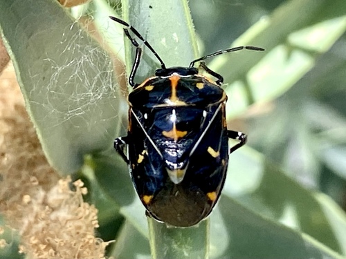 iNaturalist observation photo of Harlequin Bug