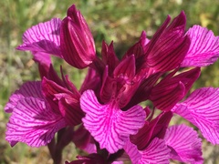 Anacamptis papilionacea grandiflora
