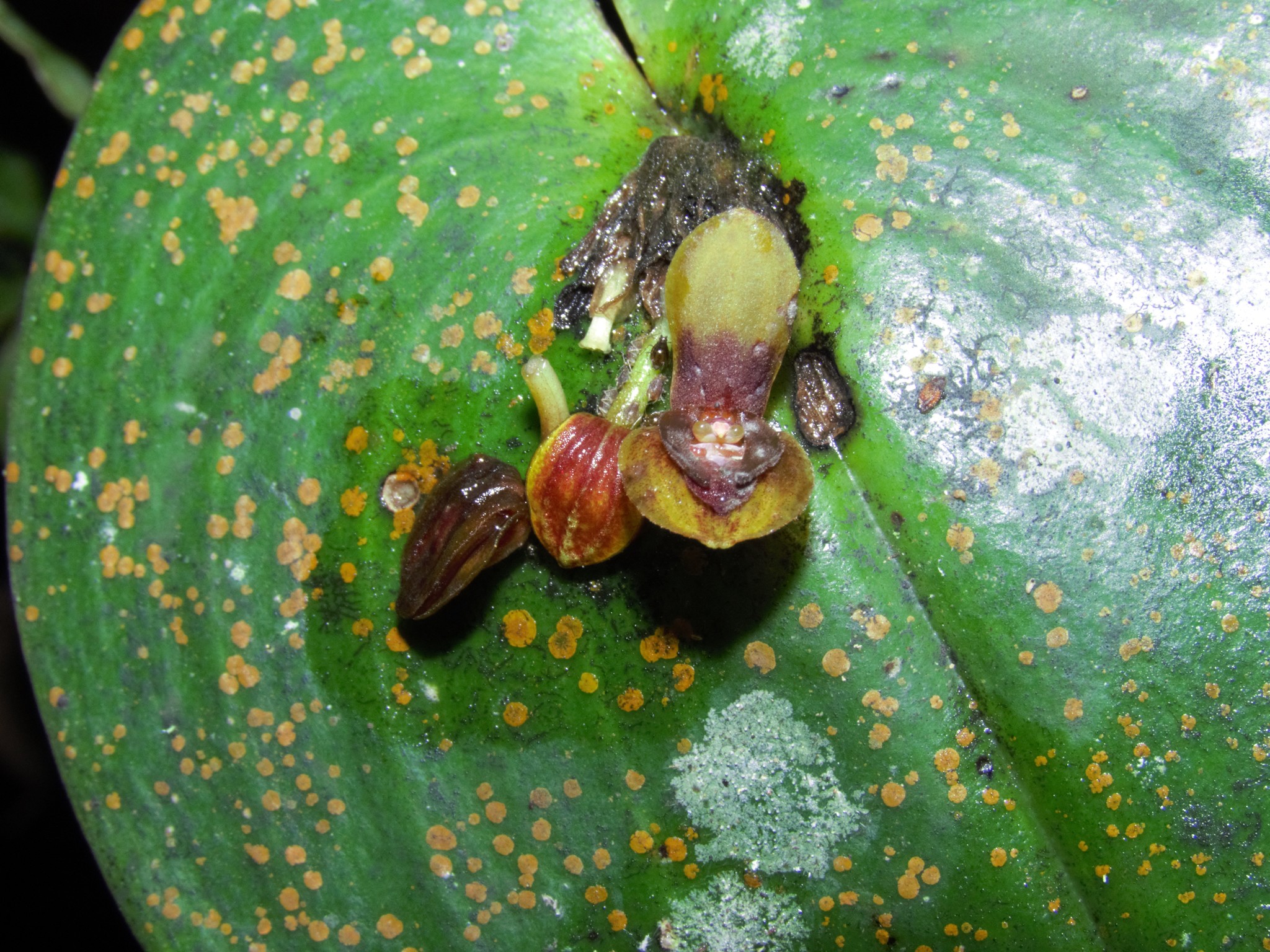 Pleurothallis cordata image