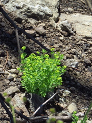 Galium californicum californicum
