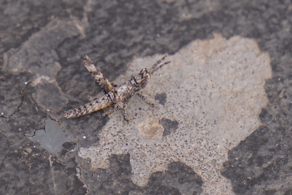 Clematodini