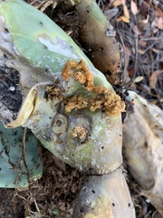 Cactoblastis cactorum