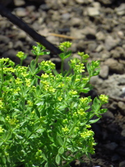 Galium californicum californicum
