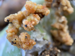 Cactoblastis cactorum