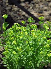 Galium californicum californicum