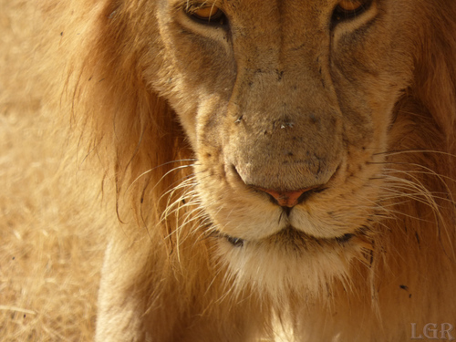 Lion