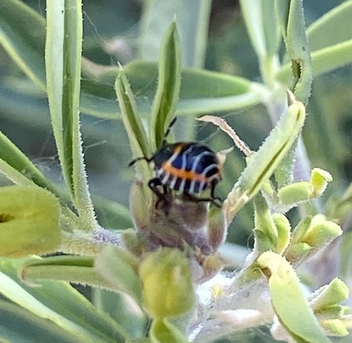 iNaturalist observation photo of Harlequin Bug
