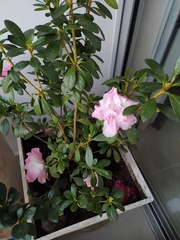 Rhododendron japonicum