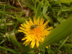 Diabrotica decempunctata