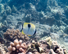 Chaetodon unimaculatus