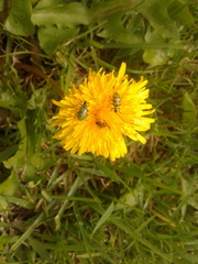 Diabrotica decempunctata