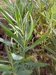 Bupleurum gibraltaricum