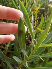 Bupleurum gibraltaricum