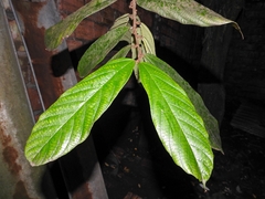 Magnoliopsida